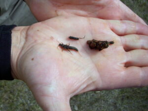 Hand full of aquatic insects